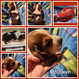 McQueen - Black white and tan male Basset Hound puppy in Mill Springs, North Carolina from Mountain View Basset Hounds