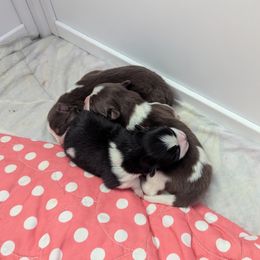 Pomsky Puppies from Tony Hwang
