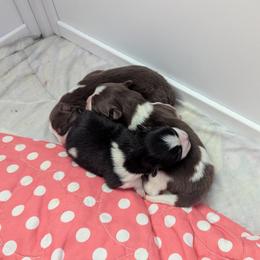 Pomsky Puppies from Tony Hwang