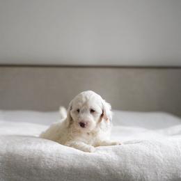 Oak - Parti male Goldendoodle puppy in Vancouver, Washington from Blissful Doodles
