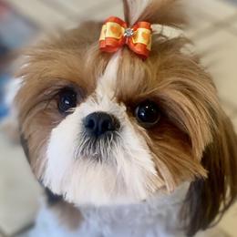 Shih Tzus from West Coast Shih Tzu/Reno Tzu Haven