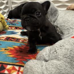 French Bulldog puppies from Empire Bulldogs & French Bulldogs