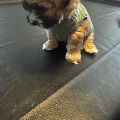 Shih Tzu, Shorkie, and Yorkshire Terrier Puppies from Great Mates
