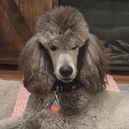 Odin - Poodle