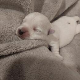 Black Boy - White male West Highland White Terrier puppy in Macy, Indiana from Country Grove Breeding LLC