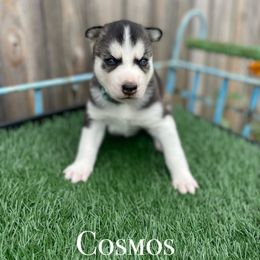 Siberian Husky Puppies from Husky Love and Pups