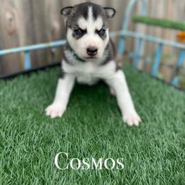 Siberian Husky Puppies from Husky Love and Pups