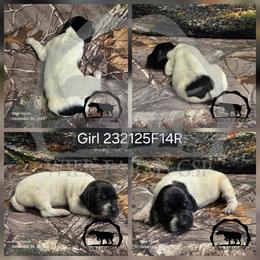 Girl 232125F14R - Liver and white female German Shorthaired Pointer puppy in Moyie Springs, Idaho from Wier Farms GSP
