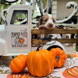 Hazel - Piebald female Dachshund puppy in Lady Lake, Florida from K Rae's Dachshunds