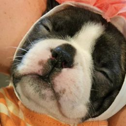 Boston Terriers from B&B Bostons