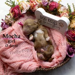 Mocha  PINK COLLAR girl  3500 - Red  female Goldendoodle puppy in Corona, California from Fluffy Puppy Mini Doodles LLC