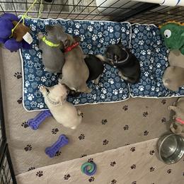 French Bulldog Puppies from Orderofthebulldogs, LLC