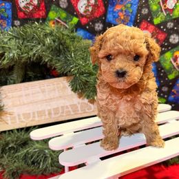 Boy 2 - Apricot male Poodle puppy in Joshua, Texas from 3 Gun Retrievers