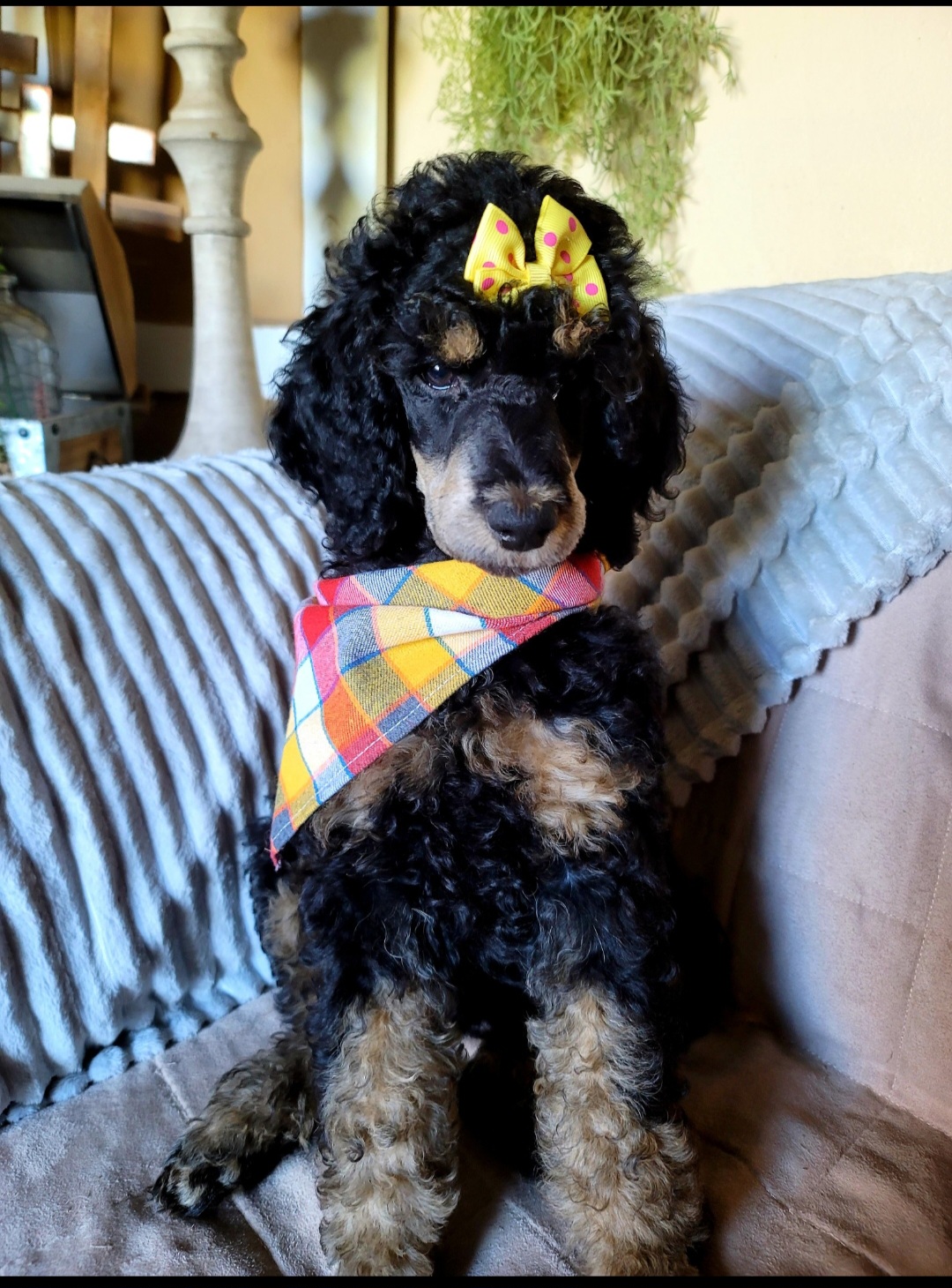 Poodle Puppies from Caboodles of Poodles