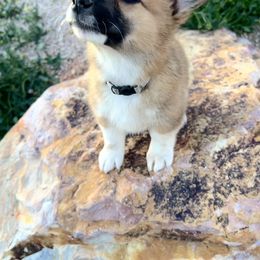 Pembroke Welsh Corgi Puppies from Osorio’s Corgis
