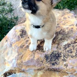 Pembroke Welsh Corgi Puppies from Osorio’s Corgis