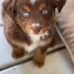 Miniature Australian Shepherd Puppies from Bar C Aussies