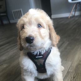 Goldendoodle and Bearded Retriever Puppies from Emma Lee Doodles