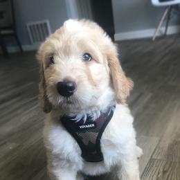 Goldendoodle and Bearded Retriever Puppies from Emma Lee Doodles