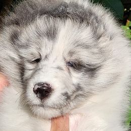 Shetland Sheepdogs from Sandcastle shelties