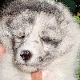 Shetland Sheepdogs from Sandcastle shelties
