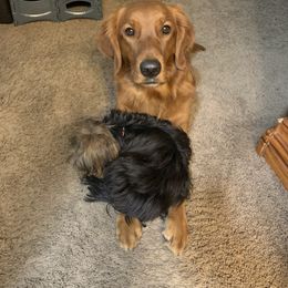 Cavalier King Charles Spaniel and Golden Retriever All Grown Up from Emerald Grove Puppies