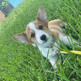 American Corgis and Pembroke Welsh Corgis from Cascadian Space Coast Corgis LLC