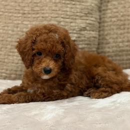 Timon - Red  male Poodle puppy in Belleville, New Jersey from TK Poodles
