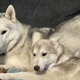 Siberian Huskies from Bleu Skies Siberian Huskies