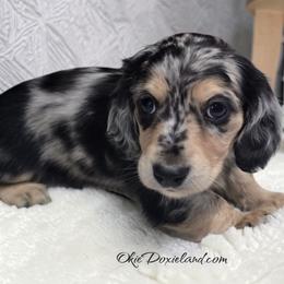 Crow - Black and cream male Dachshund puppy in Oklahoma City, Oklahoma from OkieDoxieland Dachshunds