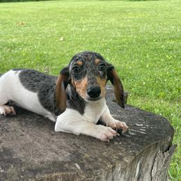 Klaus - Dapple male Dachshund puppy in Industry, Illinois from KDKs Kennels