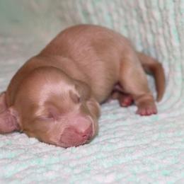 Boy 2 - male Dachshund puppy in Coldwater, Mississippi from Mississippi Shorties Miniature Dachshunds