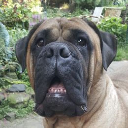 Bullmastiffs from Aspire Bullmastiffs
