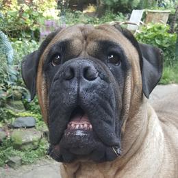 Bullmastiffs from Aspire Bullmastiffs