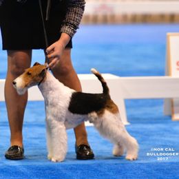 Border Collies and Wire Fox Terriers from De Stijl Kennels