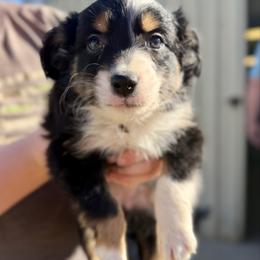 Onyx - Black tri-color female Australian Shepherd puppy in Odessa, Texas from Yucca Blossom Pups