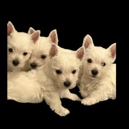 West Highland White Terrier Puppies from Birch Bark Westies