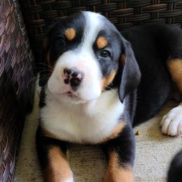 Greater Swiss Mountain Dog Puppies from Hoberg's GSMD