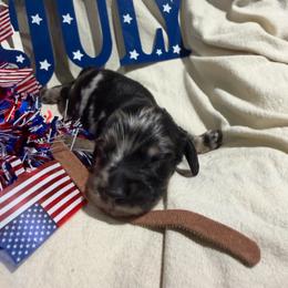 Brown collar dapple - Dapple male Dachshund puppy in Pleasant Plains, Arkansas from JGBs Dachshunds