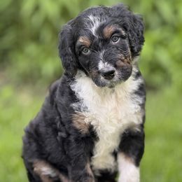 Rowan - Black tri-color male Aussiedoodle puppy in Germantown, Ohio from Doodle Patch Farm
