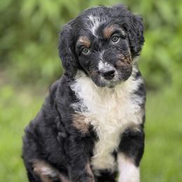 Rowan - Black tri-color male Aussiedoodle puppy in Germantown, Ohio from Doodle Patch Farm