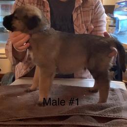 Male 1 - Fawn male Anatolian Shepherd Dog puppy in Daggett, Michigan from T&S Anatolians