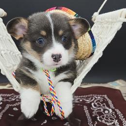 German Shepherd and Pembroke Welsh Corgi Puppies from J&R Shepherds & Corgis