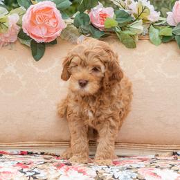 Frida Kalho - Apricot Australian Labradoodle puppy in Statesville, North Carolina from Rose Cottage Labradoodles