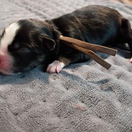 Cedar (Brown Collar) - Black tri-color male Australian Shepherd puppy in Okeechobee, Florida from Rothsolid Puppies