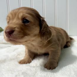 Chocolate Cream Dapple - Dapple female Dachshund puppy in Nampa, Idaho from Long_and_Low_Dachshunds
