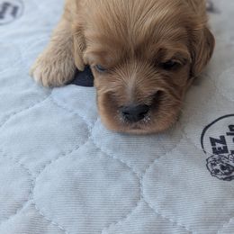 Fred - Apricot male Cavapoo puppy in Lincolnton, North Carolina from Home Sweet Home Puppies