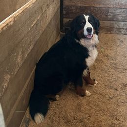 Mariachi - Bernese Mountain Dog