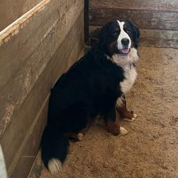 Mariachi - Bernese Mountain Dog