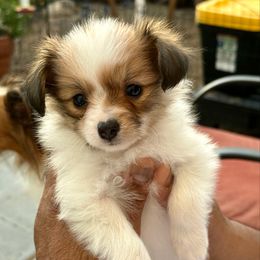 Faith - The Runt - Red female Papillon puppy in Surprise, Arizona from Papillons in Arizona